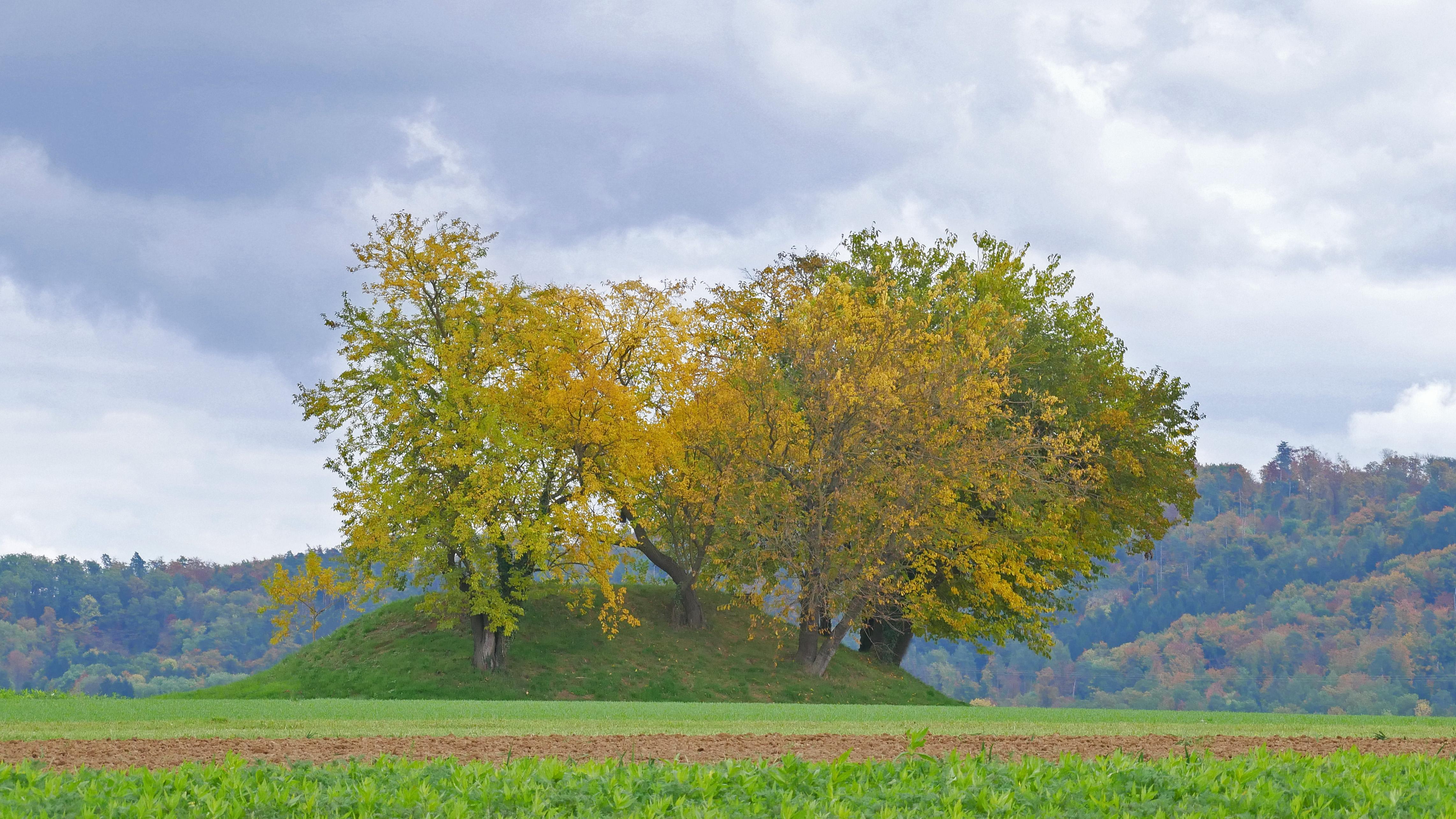 Platz 2: Hans Dieter Vollmer – „Maulbeerhain im Herbst“, Leutenbach Landschaft mit Maulbeerhain
