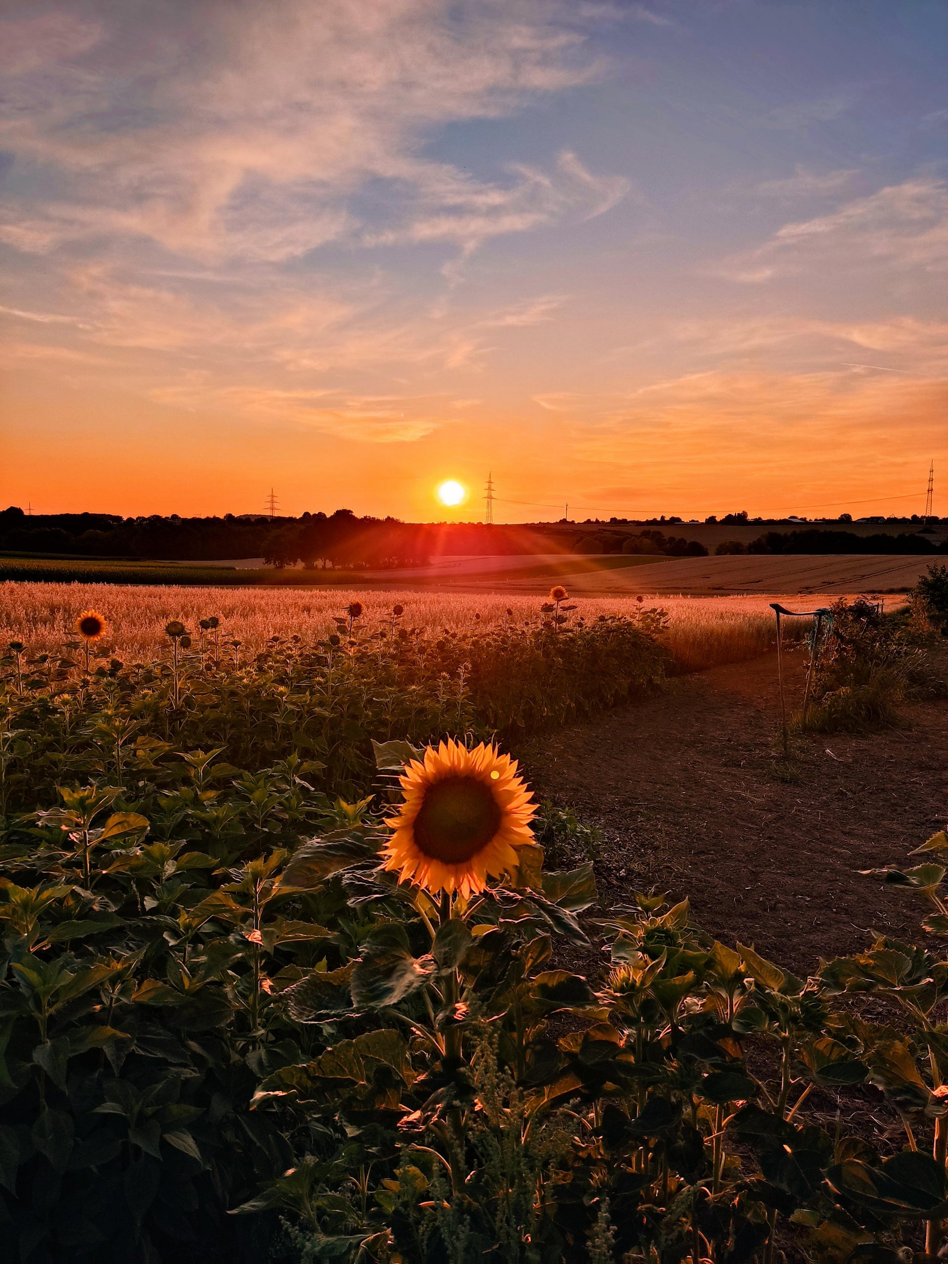 Sonnenblume im Sonnenuntergang